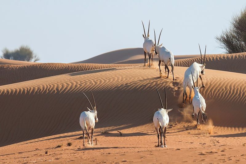 Oryx dans le désert de Liwa - Abu Dhabi - Émirats arabes unis