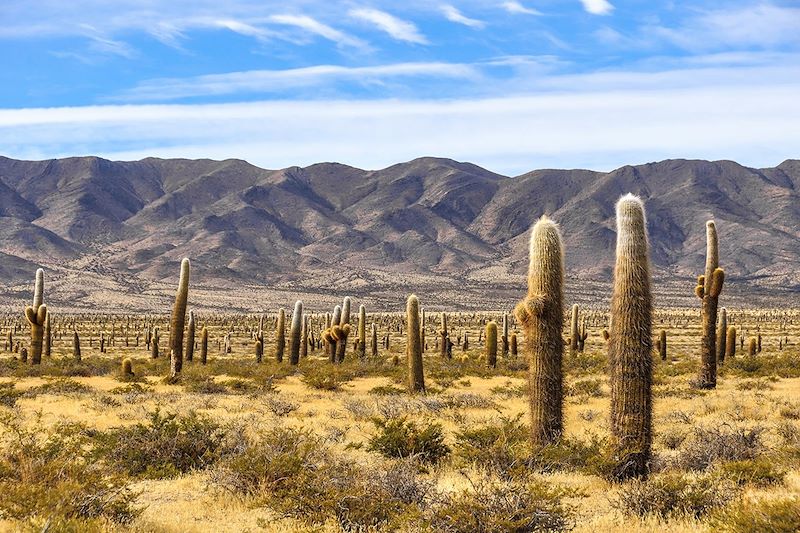 Forêt de cactus - Parc National Los Cardones - Argentine