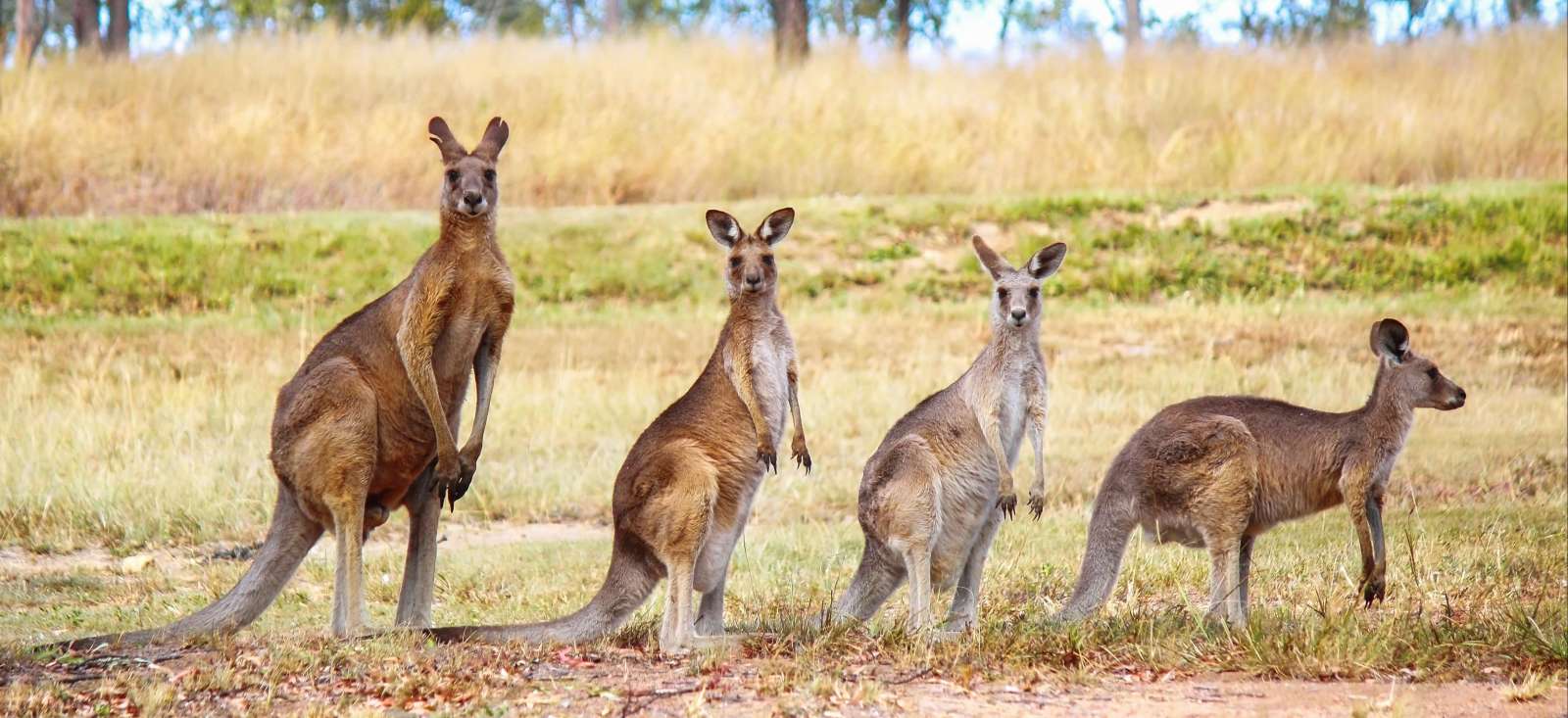 Image Au pays des kangourous en famille