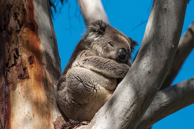 Koala sur l'île Kangourou - Australie