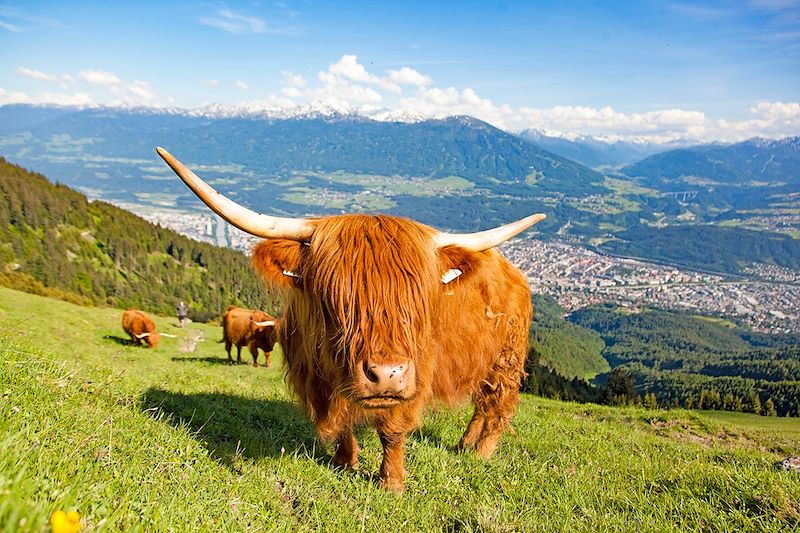Vache près d'Innsbruck dans le Tyrol - Autriche