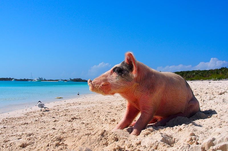 Pig Island - Îles Exumas - Bahamas