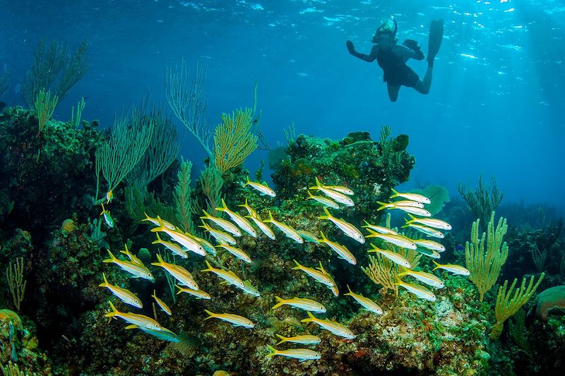 Snorkeling à Staniel Cay - Îles Exumas - Bahamas