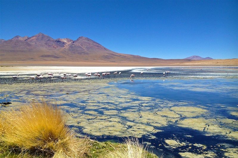 Laguna Hedionda - Province de Nor Lípez - Département de Potosí - Bolivie