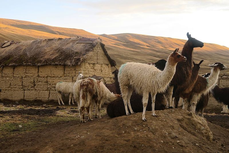 Lamas à Tuni - Cordillère Royale - Bolivie