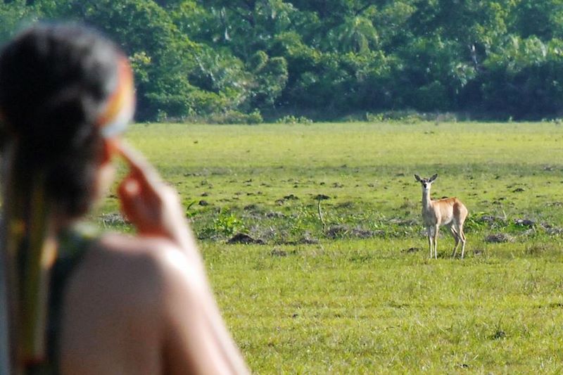 Observation de la faune - Pantanal - Brésil