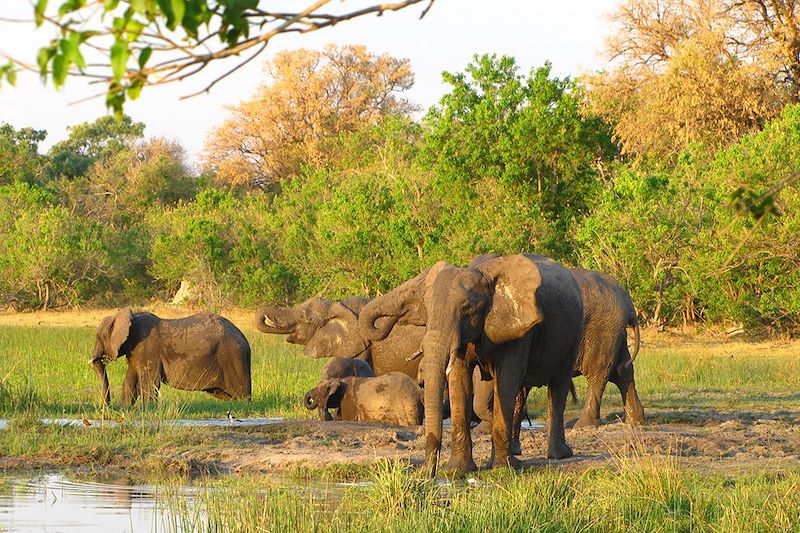 Éléphants - Khwai Concession - Botswana