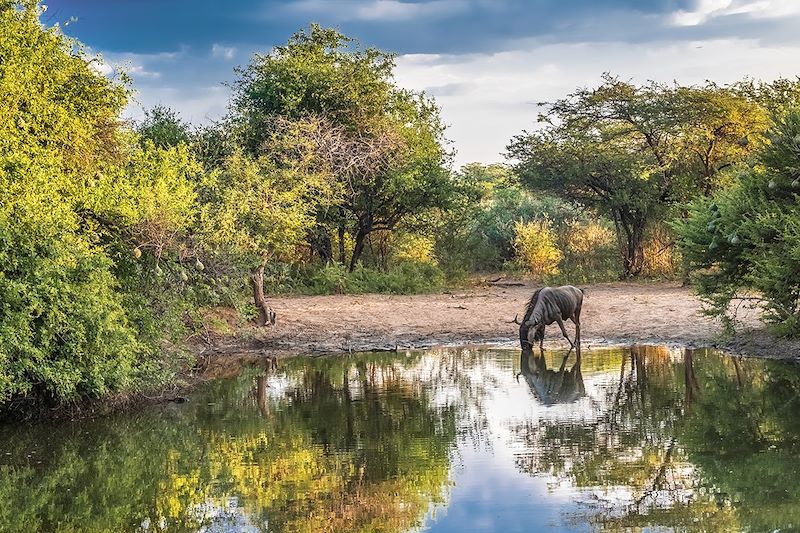Gnou bleu au Khama Rhino Sanctuary - Botswana