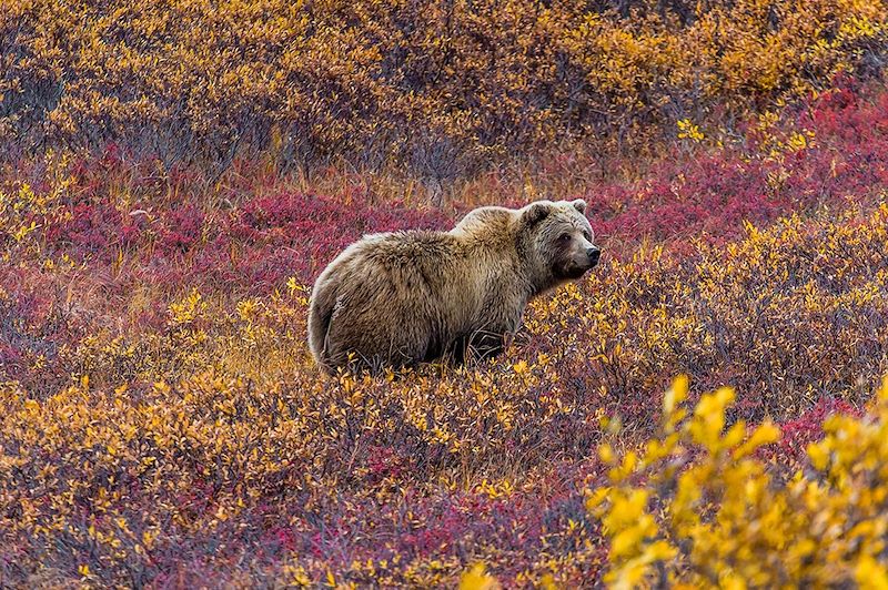 Grizzli dans le parc national Denali - Alaska - Etats-Unis