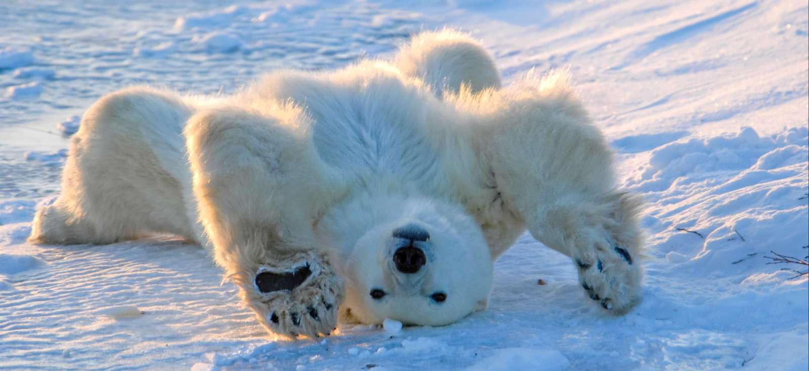 Image Au royaume de l'ours blanc