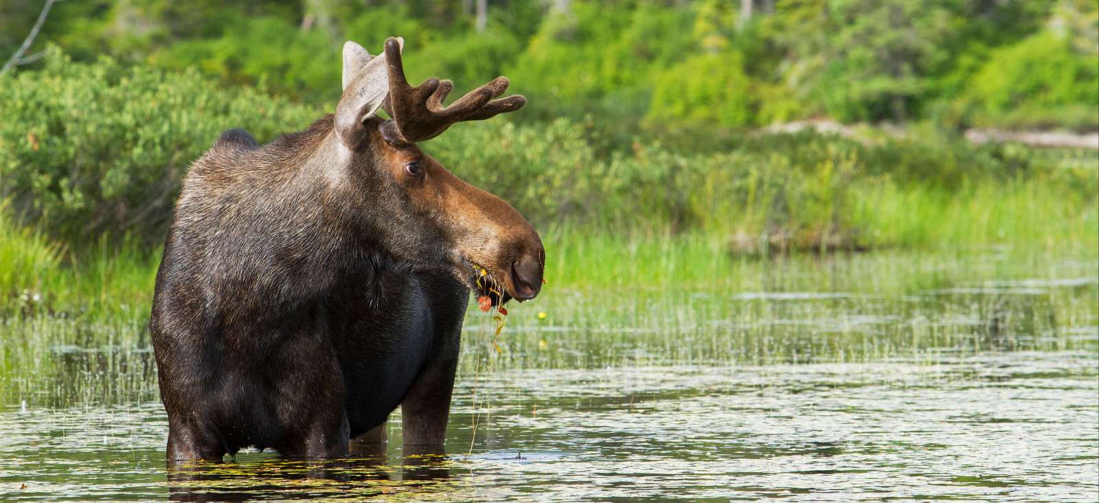 Voyage en véhicule Canada : Rendez-vous en Terre Sauvage Voyage en véhicule : Québec : Rendez-vous en Terre Sauvage