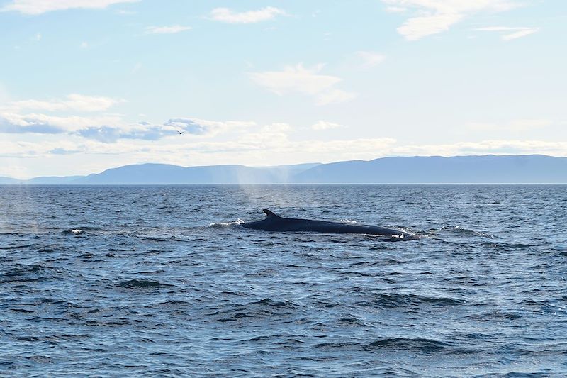 Observation des baleines à Tadoussac - Québec - Canada