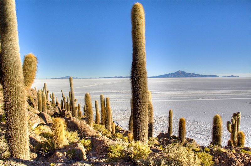 Cactus candélabres de l'île de corail d'Incahuasi - Salar d'Uyuni - Bolivie