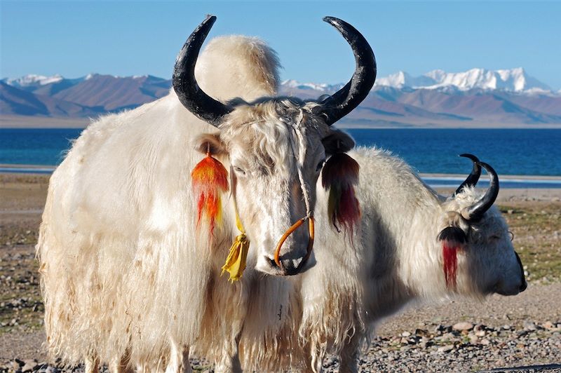 Yaks - Tibet - Chine