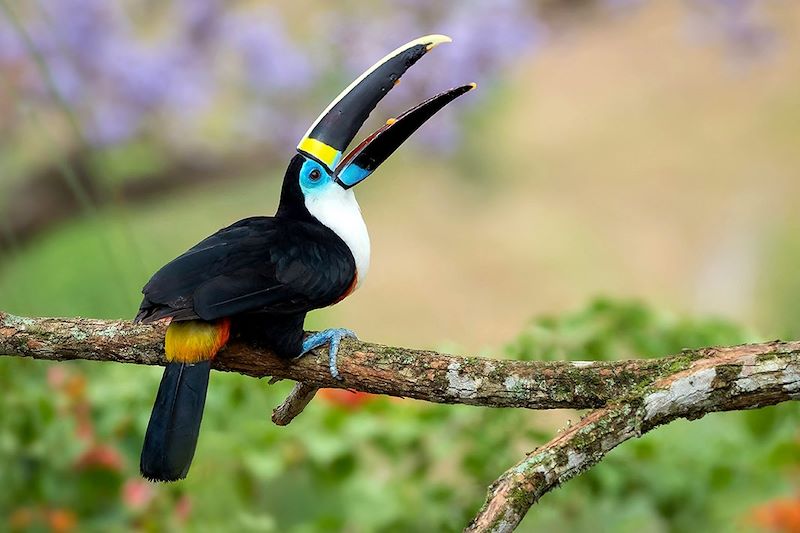 Toucan en Colombie