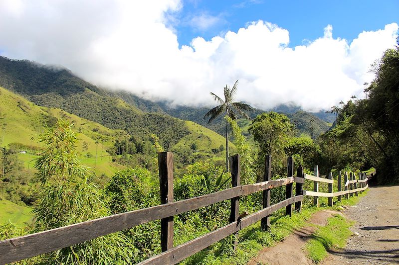 Vallée de Cocora - Quindío - Colombie