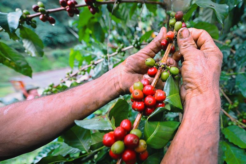 Récolte du café dans une plantation en Colombie