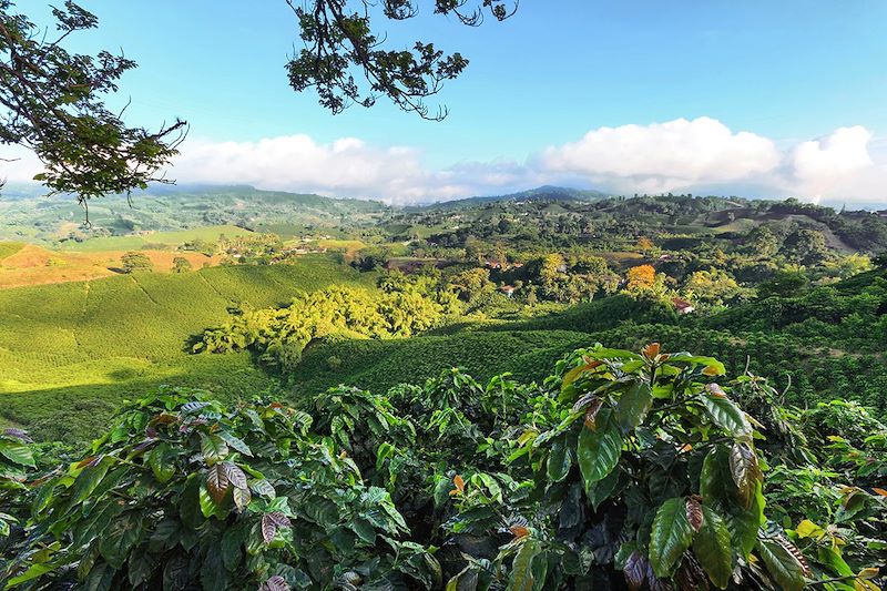 Plantations de café près de Manizales - Colombie