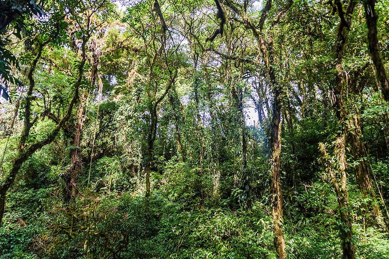 Forêt humide sur le volcan Maderas - Île d'Ometepe - Nicaragua