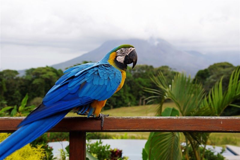 Perroquet devant le volcan Arenal - Costa Rica