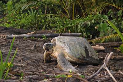 Voyage Costa rica