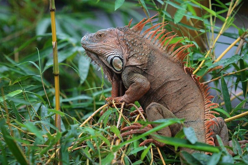 Iguane - Costa Rica - Amérique centrale