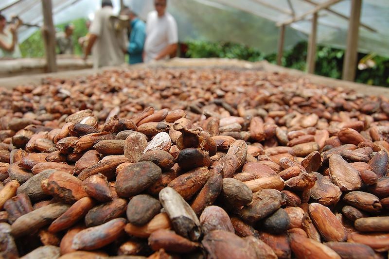 Fèves de cacao - Costa Rica