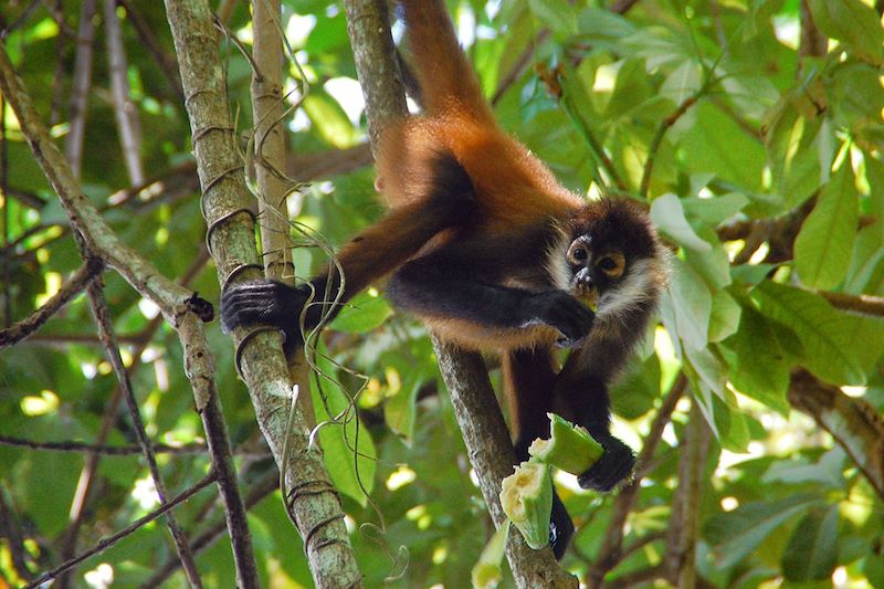 Un singe dans les arbres - Costa Rica 