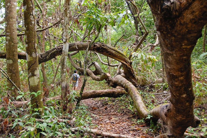 Randonnée dans la jungle du Corcovado - Costa Rica