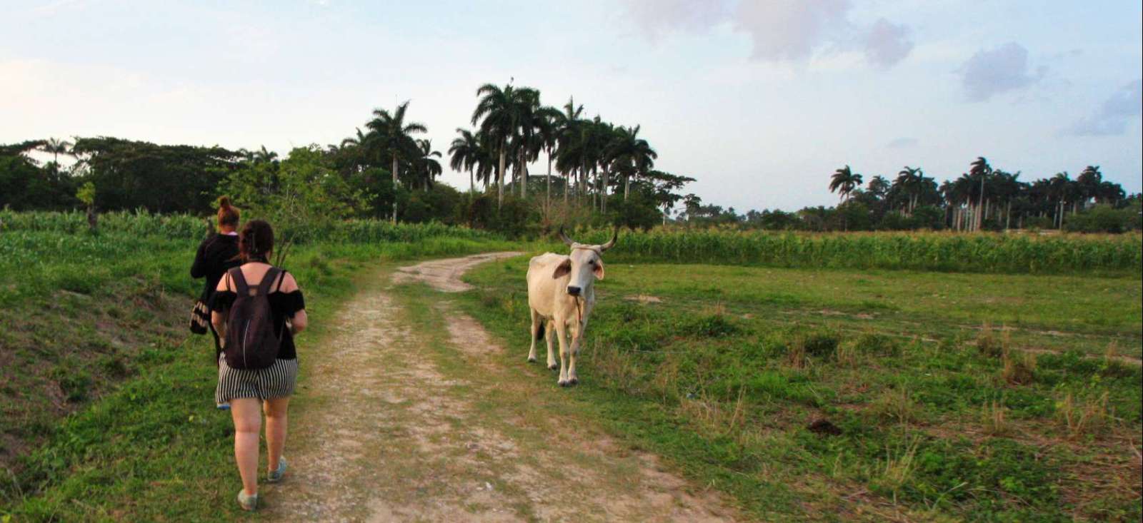 Image A Cuba matata !