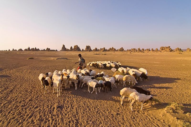 Un berger et son troupeau au Lac Abbe - Djibouti