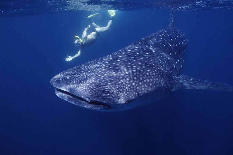 Requin-baleine et plongeur - Arta Plage - Golfe de Tadjourah - Djibouti