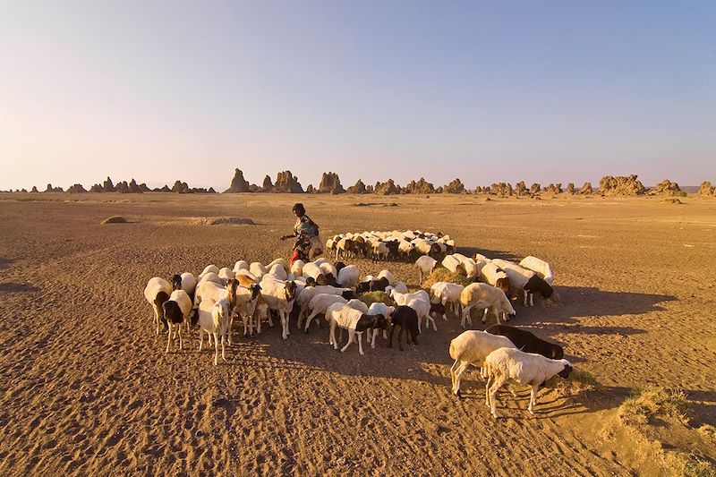 Un berger et son troupeau au Lac Abbe - Djibouti