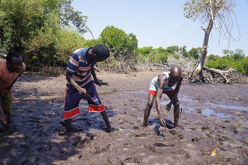 Replantation de la mangrove - Godoria - Djibouti