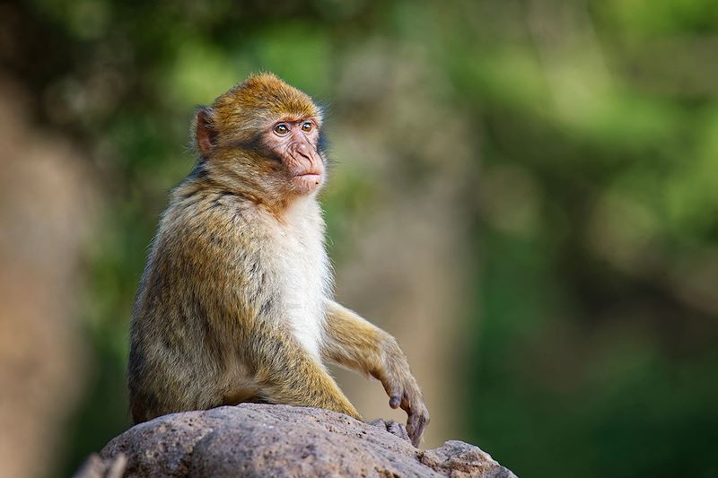 Macaque de Barbarie (ou magot) - Algérie