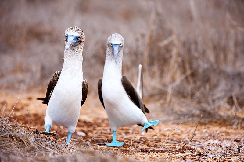 Fous à pieds bleus - Île Seymour Nord - Îles Galápagos - Équateur