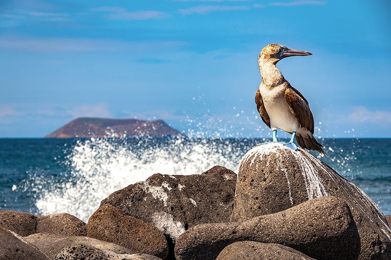 Fou à pieds bleus - Île Santa Cruz - Îles Galápagos - Équateur