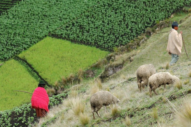 Eleveur moutons sur la Paramo - Equateur