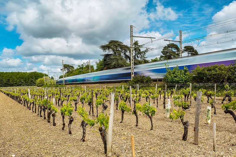 TGV traversant un vignoble bordelais - France