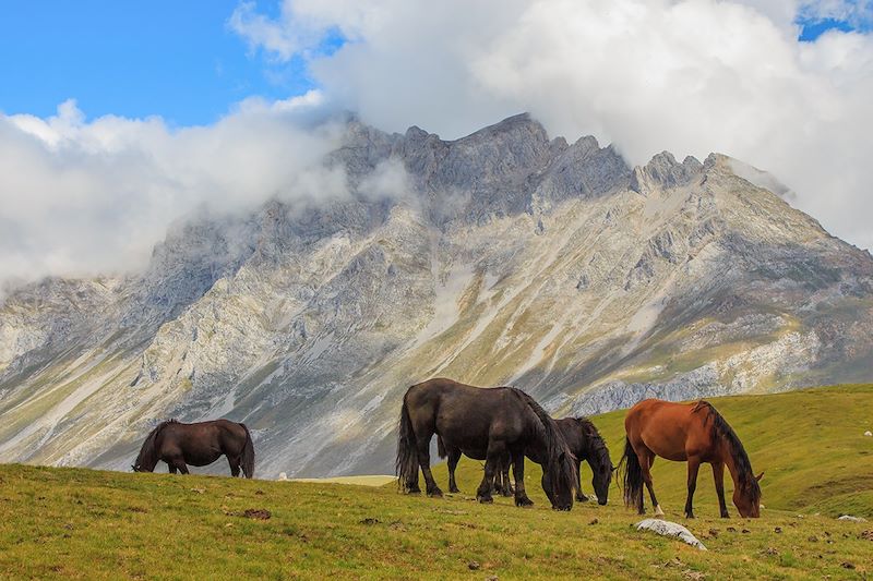 Un troupeau de chevaux dans la région de Cantabrie, - Pics d'Europe - Espagne