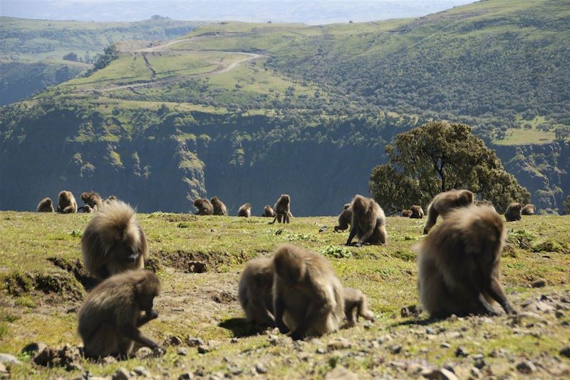 Famille de Géladas au Parc National du Simien - Monts Simien - Région Amhara - Éthiopie