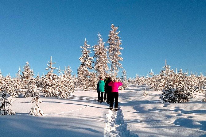 Randonnée en raquettes - Parc national Pallas Yllästunturi - Finlande
