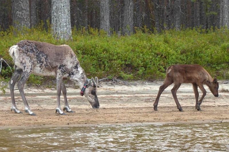 Observation des rennes et élans dans le parc national de Hossa - Laponie - Finlande