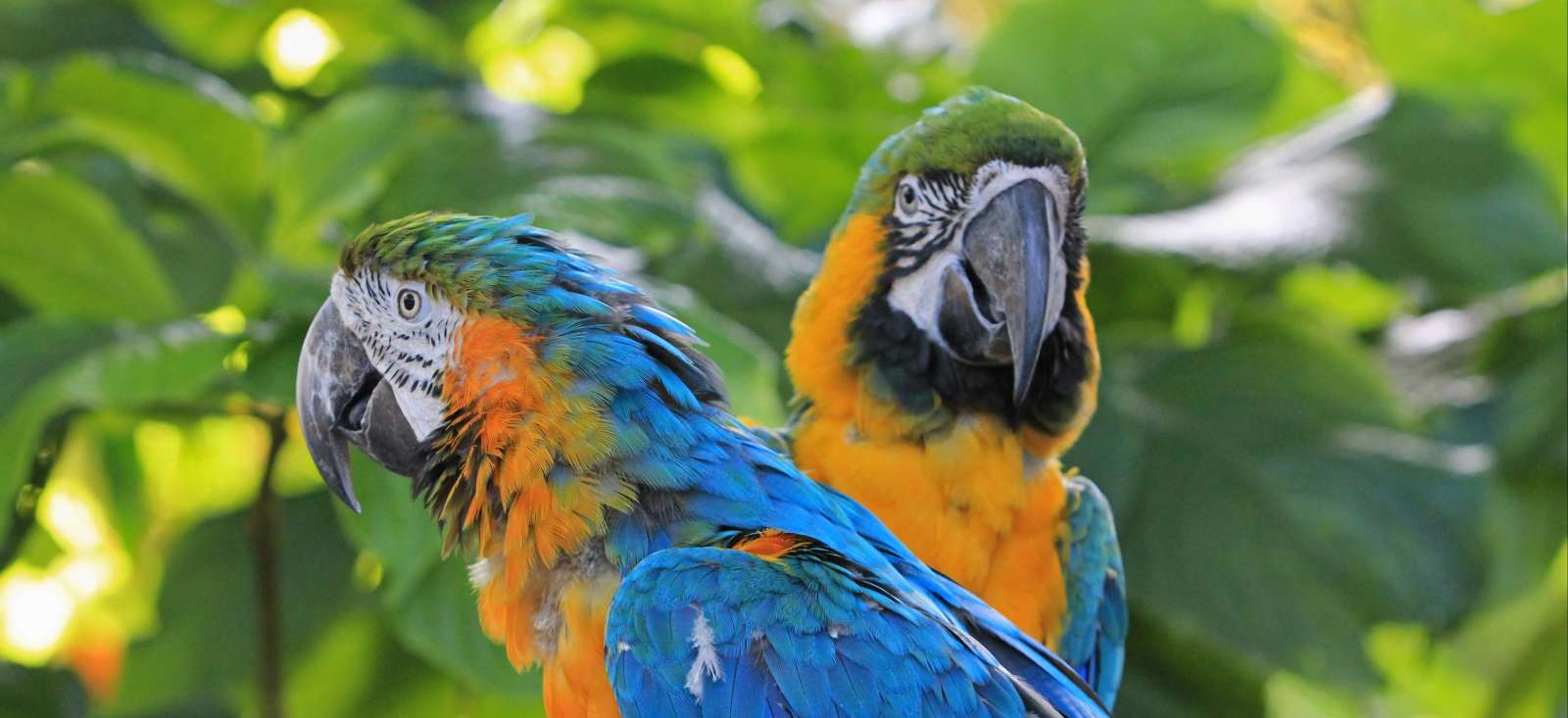 Trek Guadeloupe : Karukera...Comme un papillon sur l\'eau Trek - Guadeloupe : Karukera...Comme un papillon sur l\'eau