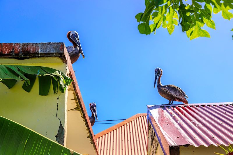 Pélicans près de la plage de la Petite Anse - Îles des Saintes - Guadeloupe