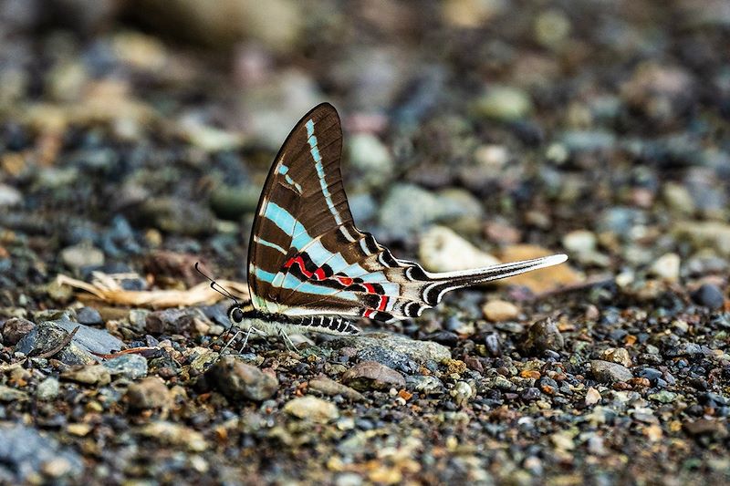 Papillon au Sulawesi - Indonésie