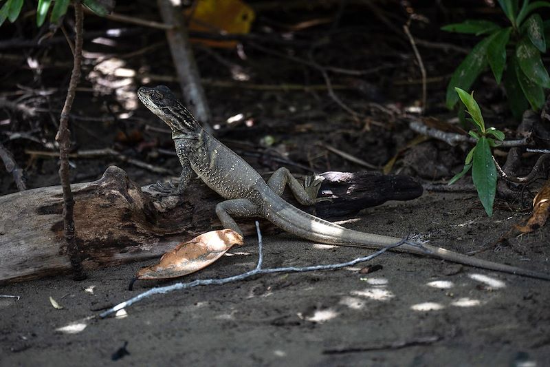 Reptile au Sulawesi - Indonésie