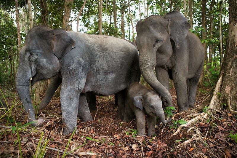 Elephants dans la jungle - Sumatra - Indonésie