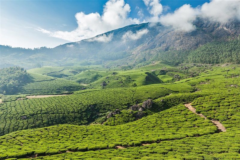 Plantation de thé - Munar - Kerala - Inde