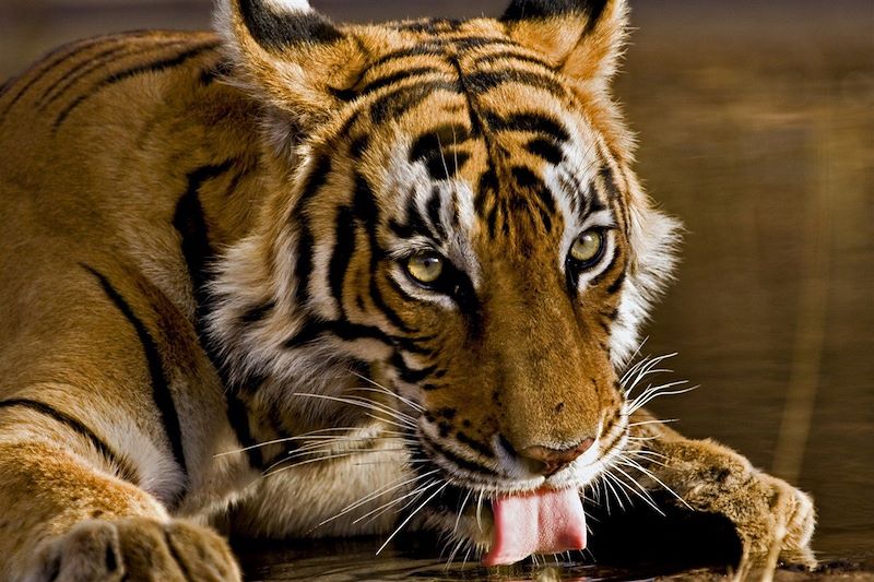 Tigre buvant - Inde